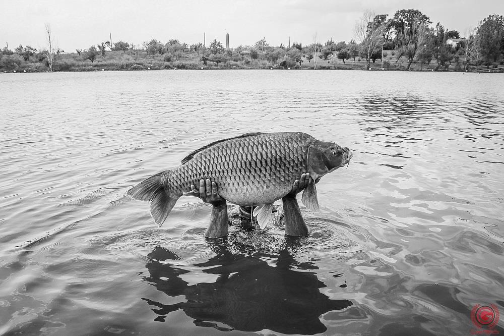 Jurnalul lui gor965: Progresul pescuitului la crap vS regresul populatiei piscicole din ultimii ani